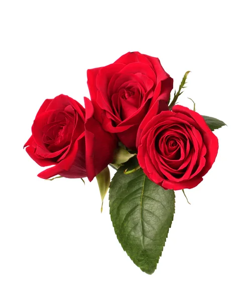 Drie rode rozen — Stockfoto