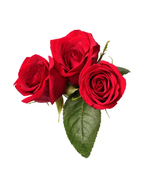 Tres rosas rojas — Foto de Stock