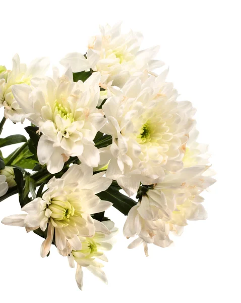 Chrysanthème blanc — Photo