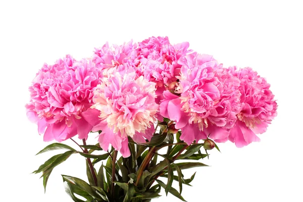 Bouquet of pink peonies — Stock Photo, Image