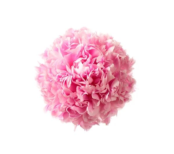 Pink peony head — Stock Photo, Image