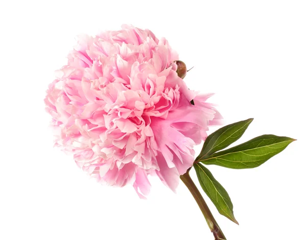 Rosa Pfingstrose — Stockfoto