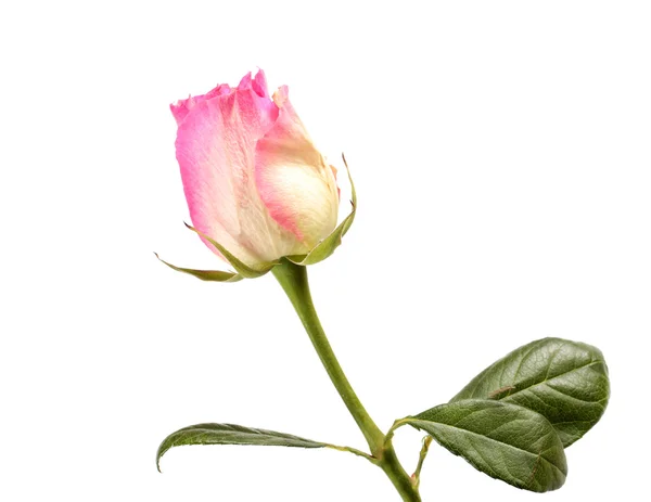 Pink rose — Stock Photo, Image