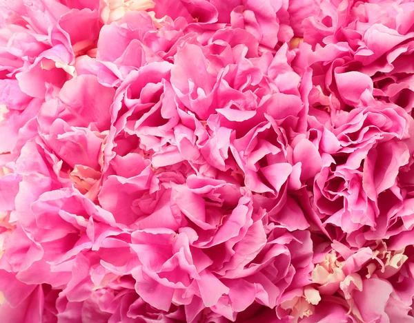 Pink peony flowers Stock Image