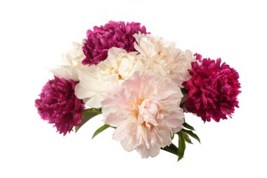 farklı renk peonies