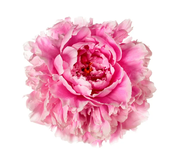 ピンクの牡丹の頭 — ストック写真