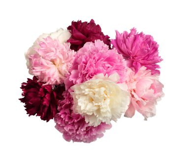 farklı renk peonies
