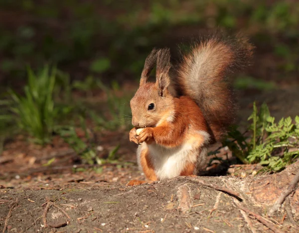 A squirrel eating the nut — Stock Photo, Image