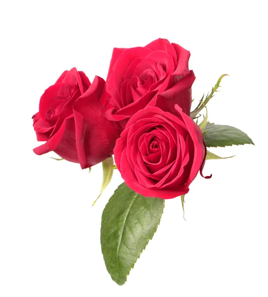 Tres rosas rojas — Foto de Stock