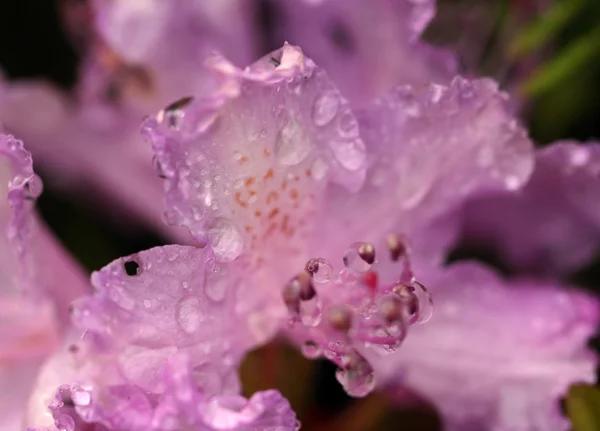 As gotas de água na flor de rododendro — Fotografia de Stock