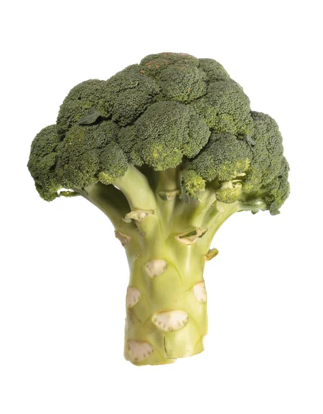 Fresh broccoli branch — Stock Photo, Image