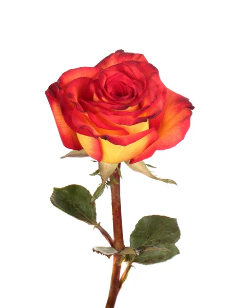 Red and yellow rose — Stock Photo, Image