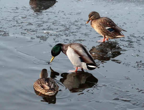 Wild ducks on the ice — Stock Photo, Image