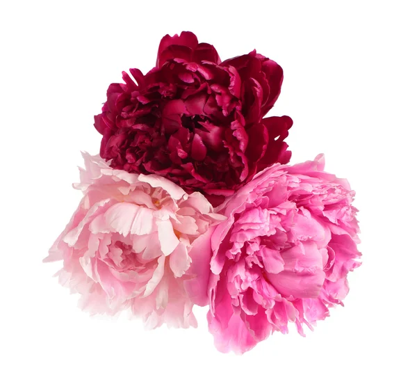 Three different color peonies — Stock Photo, Image