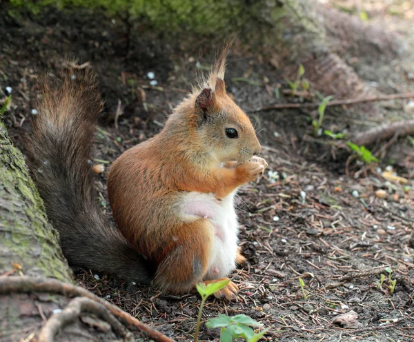 A squirrel eating the nut — Stock Photo, Image