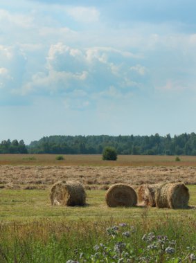 Haymaking yaz