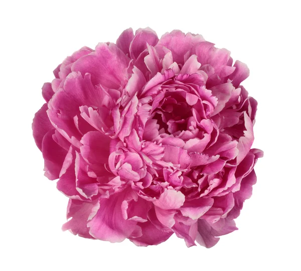 Pink peony over white — Stock Photo, Image