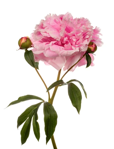 Pink peony with two buttons — Stock Photo, Image