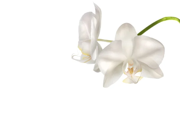 Krásné bílé květy orchidejí — Stock fotografie