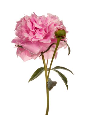 pembe Şakayık izole