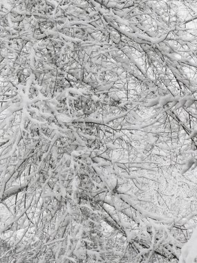 Karlı dalları doğa dalları beyaz kar. kış, şube, kar, kar yağışı karlar, ağaç soğuk, buzlanma, seyahat Sokağı, kış, parlak, Aralık rustik, peyzaj