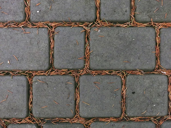 Pavimentación de losas de pino gris con agujas Imagen de stock