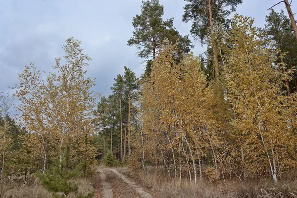 Forest dirt road. — Stock Photo, Image