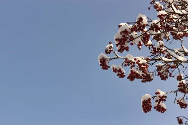 Clusters of mountain ash under snow — Stock Photo, Image