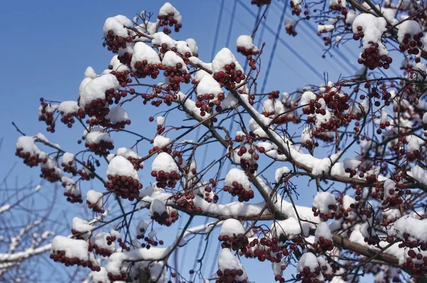 Clusters of mountain ash under snow — Stock Photo, Image