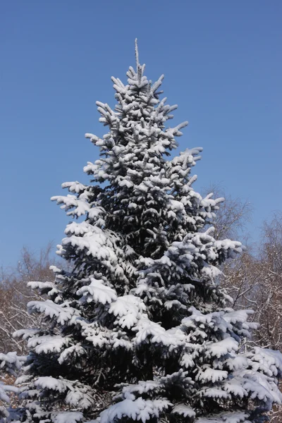 Snow-covered fir tree — Stock Photo, Image