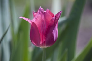 Pembe Lale yakın çekim