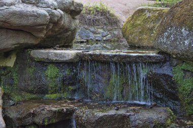 Yosun kaplı taşlar.