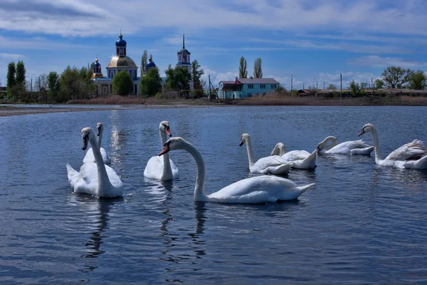 Lac Des Cygnes Près Église Slovkurort Sloviansk Mai Journée Ensoleillée — Photo