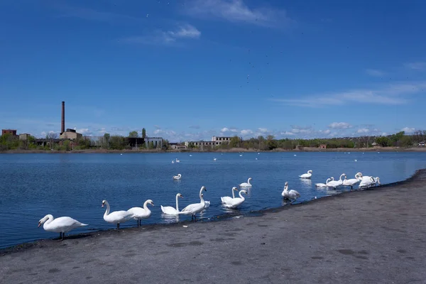 Lago Dei Cigni Sullo Sfondo Una Fabbrica Abbandonata Sloviansk Regione — Foto Stock