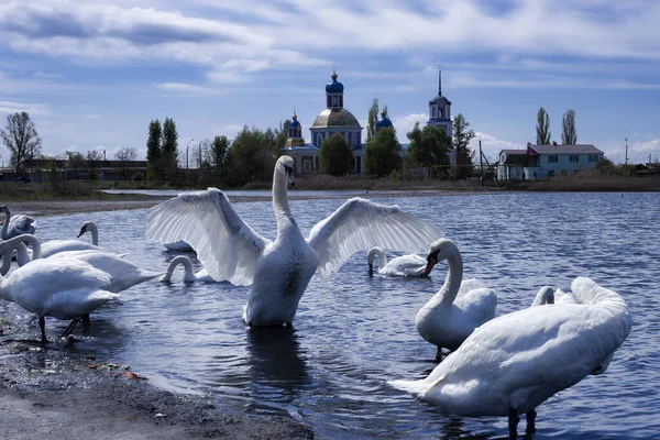 Lago Dos Cisnes Perto Igreja Cisne Abre Asas — Fotografia de Stock