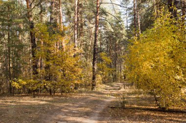 güzel manzara - sonbahar orman