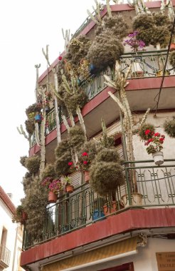 Calella bol çiçek ve kaktüsler ile evde