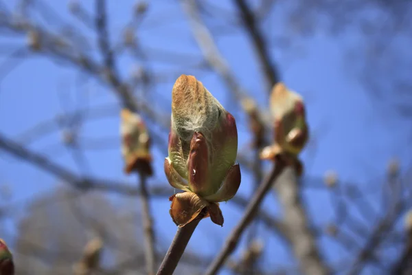 Kestane çiçeği — Stok fotoğraf