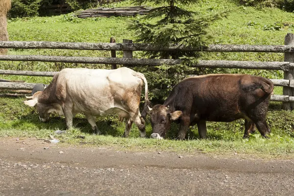 Dos vacas vagan a lo largo de una cerca de madera — Foto de Stock