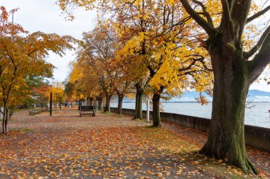 Almanya 'nın Lindau kentindeki Constance Gölü' nde (Bodensee), sarı yapraklı ağaçlar ve uzak Alplere bakan manzarayla çevrili, düşen sonbahar yapraklarından oluşan kalın bir halı ile kaplı gezinti alanı.