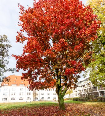 Almanya 'nın Lindau kentindeki bir parktaki canlı kırmızı akçaağaç, sonbahar mevsiminin yoğun renklerini gözler önüne sererek klasik ve modern mimarinin arka planında yer alıyor.