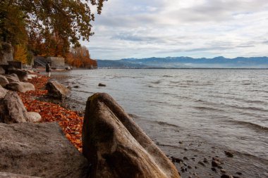 Almanya 'nın Lindau kentindeki Constance Gölü' nün (Bodensee) kayalık kıyı şeridinin atmosferik sonbahar manzarası, düşen yapraklar, uzak bir figür ve dramatik bir gökyüzü altındaki dağlar