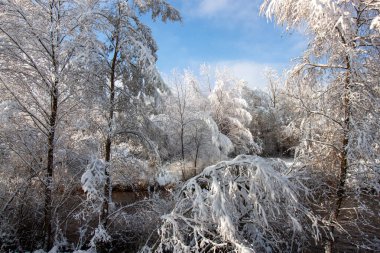 Şiddetli karla kaplı ağaçların ve dalların mavi bir gökyüzünün altında akan bir nehrin üzerinde asılı olduğu manzaralı orman manzarası.
