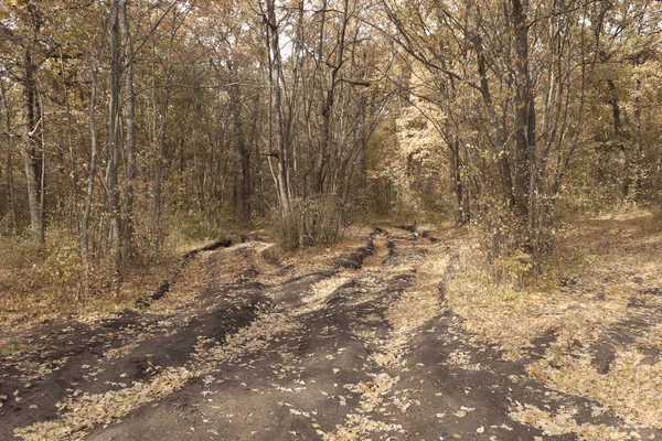 Routes de terre dénoyautées avec des camions — Photo