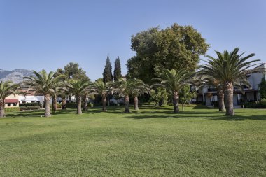 palmiye ağaçları ile yeşil çim