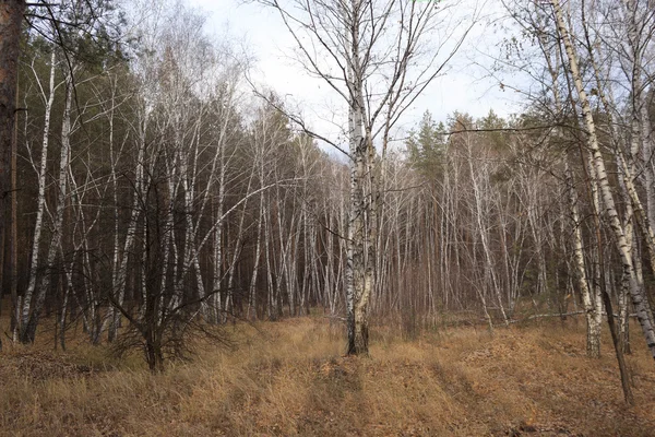 Birch Grove. Autumn — Stock Photo, Image