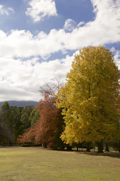 行の秋の木々 — ストック写真