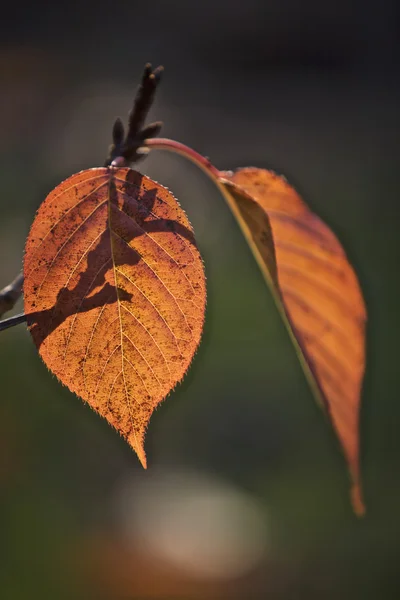 Leaf in the sunlight, nature — Stock Photo, Image