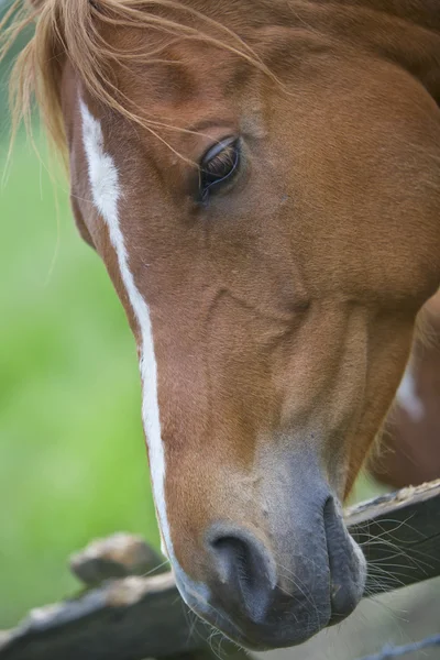 Brun häst, porträtt — Stockfoto