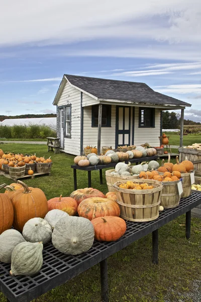 Farming, pumpkins display — Stock Photo, Image